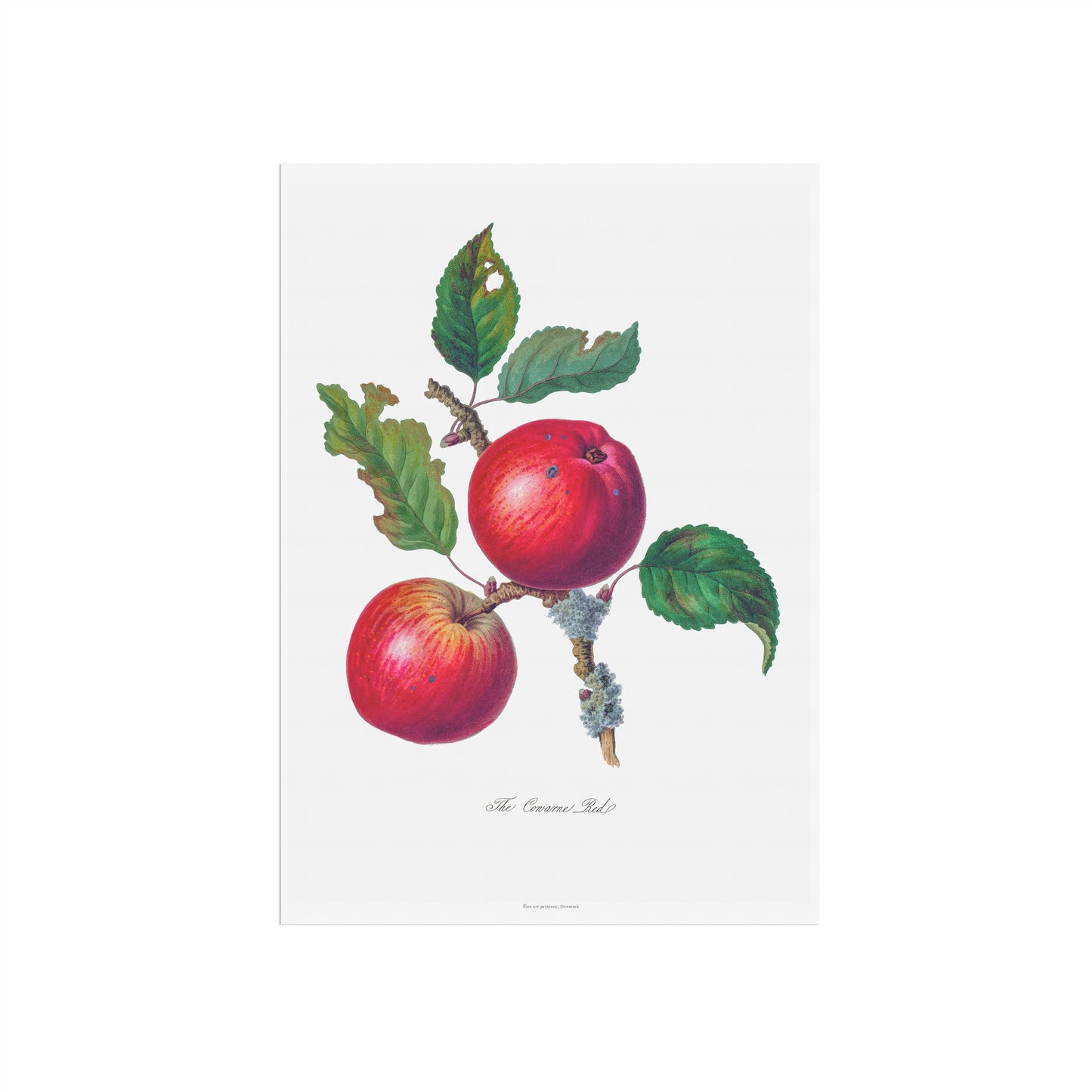 Vintage Apple Poster - 'The Cowarne Red' Fruit Illustration - 1811 Botanical Art Print