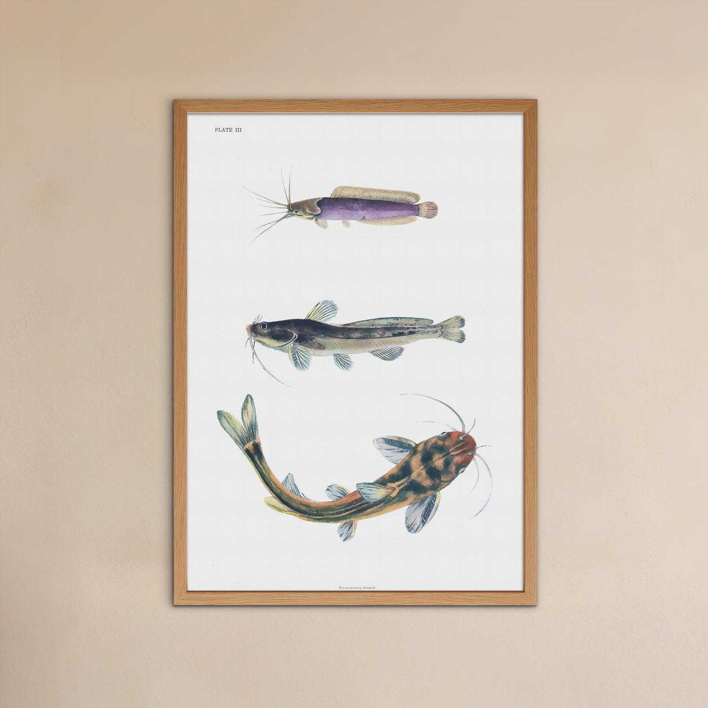 Vintage Catfish Print - Three Species from The Fresh-Water Fishes of China (1943)